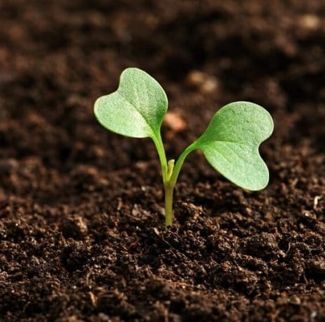 Jin Shin Jyutsu 1 small plant growing out of the soil 721x480